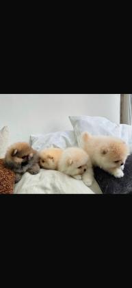 גורים פומרניין דובי לבנים גיל