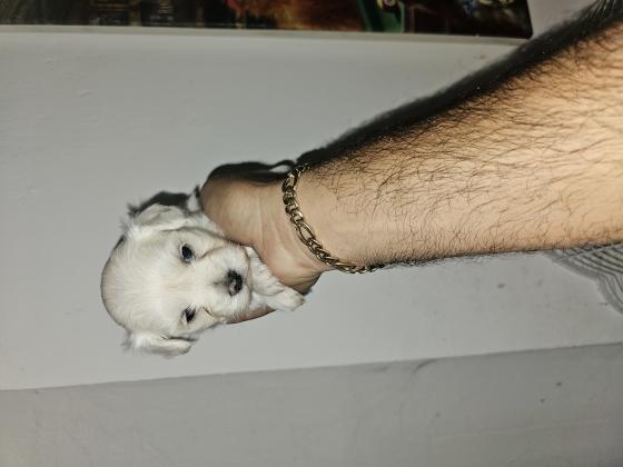 כלבים מלטז מכירה