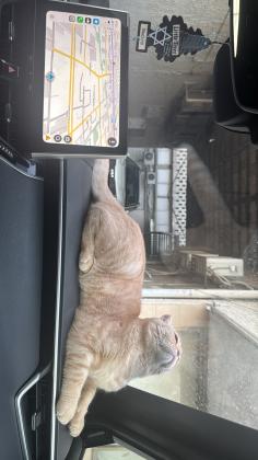 סקוטי פולד מהמם עם אופי