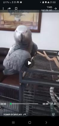 ב"סדתוכי ג"אקו נקבה מדברת