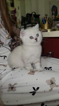 גורה סקוטית מקסימה ויפיפייה עם