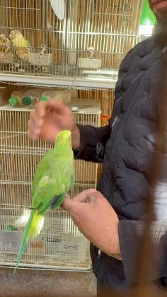 דררה אכלת יד מקסים