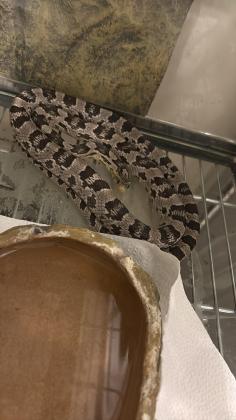 כרכן תירס נקבה אנרי הט