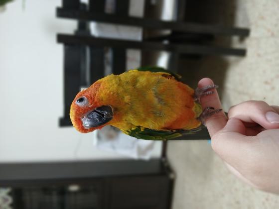 האכלת יד ,תוכי צבעוני, חכם