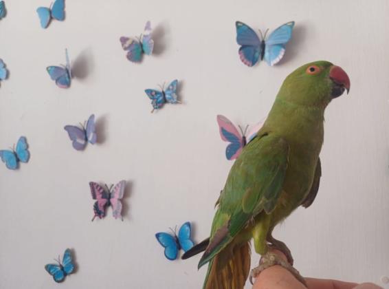 תוכי דררה האכלת יד לא נושך