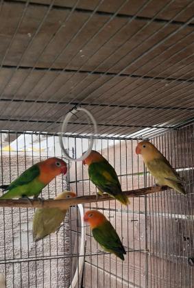 פישרים החל מ150 יש מוטציות