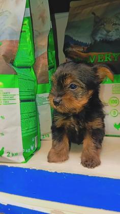 שני זכרים,גורי יורקשיר גזעי בני