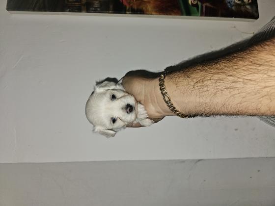 כלבים מלטז מכירה