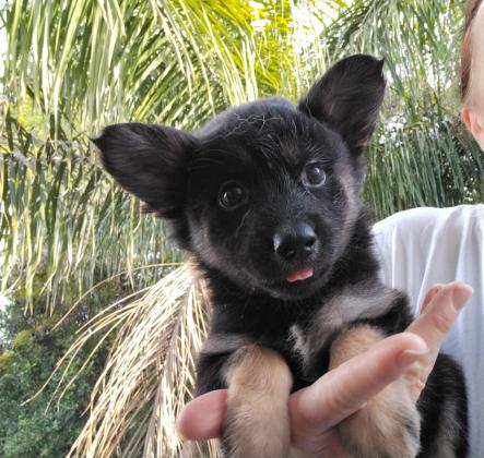 רועה בלגית, הכי טובה בעולם,