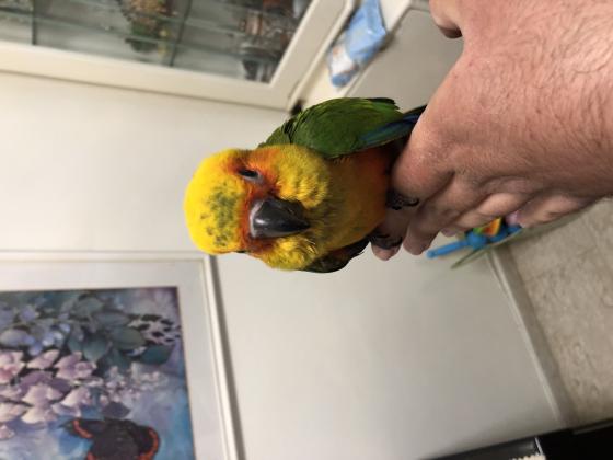 למכירה קונירים שמש האכלת יד