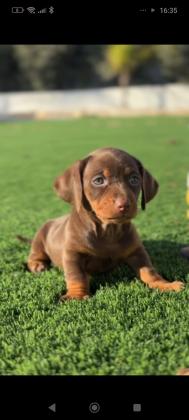 מיני תחש ננסי  המלטה