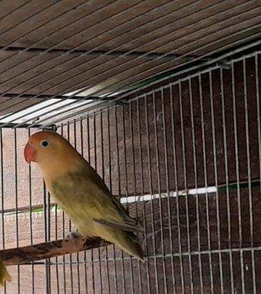 פישרים החל מ150 יש מוטציות