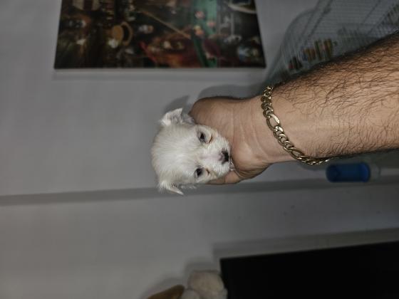 כלבים מלטז מכירה