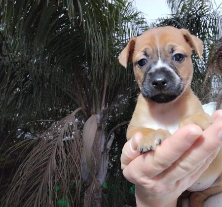 פינצ'ר מעורבת ג'ק ראסל, מאמי