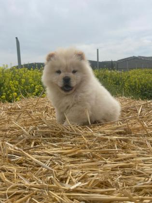 גורי צאו מהממים לאחר