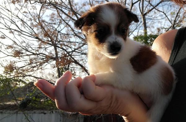 שועלי ננסי, מאמי של גורים,