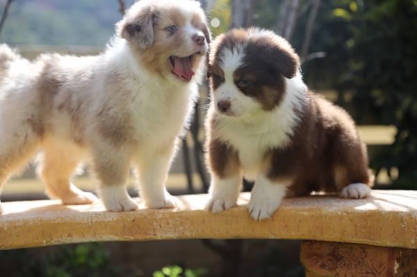 גורי רועה אוסטרלי מתועדים להורים