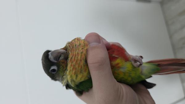 גוזל קוניור גרינצ'יק ילו סייד