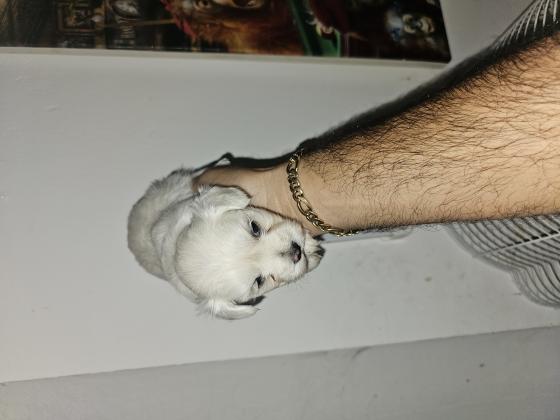 כלבים מלטז מכירה