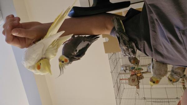 למכירה 3 גוזלי קוקטייל 350 לאחד