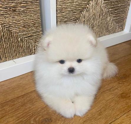 גורים פומרניין דובי לבנים גיל