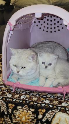 גורה סקוטית מקסימה ויפיפייה עם