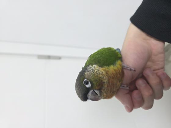 גוזל קוניור גרינצ'יק ילו