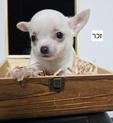 גורי ציוואווה יפייפים קטנים מיני