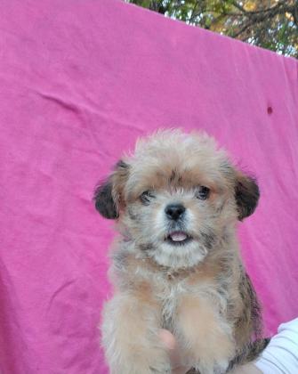 מלטיפו (פודל בשילוב מלטז), ננסי,