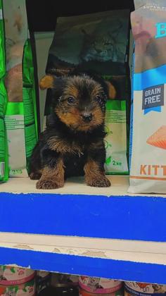 שני זכרים,גורי יורקשיר גזעי בני