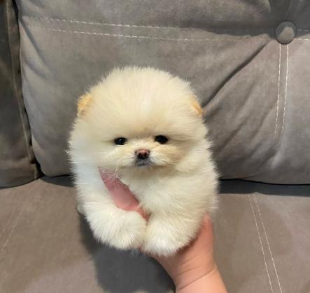 גורים פומרניין דובי מיוחדים מאוד