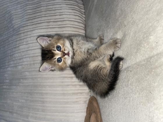 גורי חתולים גזעים מתוקים למכירה