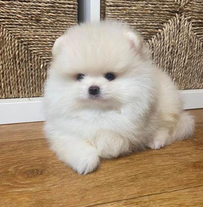 גורים פומרניין דובי לבנים גיל