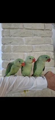 גוזל האכלת יד מושלם מתאים מאוד לילדים