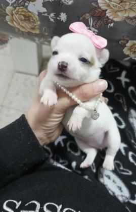 גורות ציוואוואה מיני ננסי קטנות