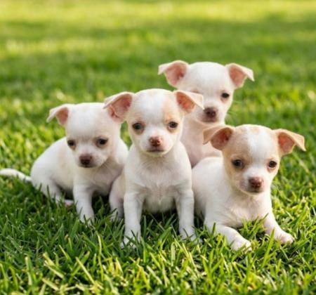 גורי ציוואווה ננסיים קטנים קומפקטים