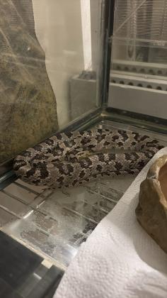 כרכן תירס נקבה אנרי הט