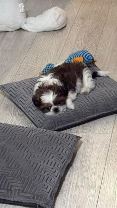 שיצו זכר חמוד למכירה בן