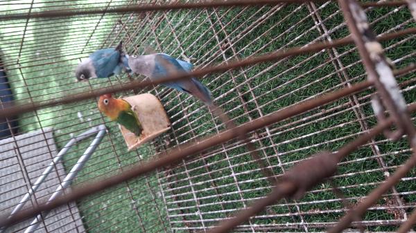 תוכי האבה פישרים בכחול וירוק