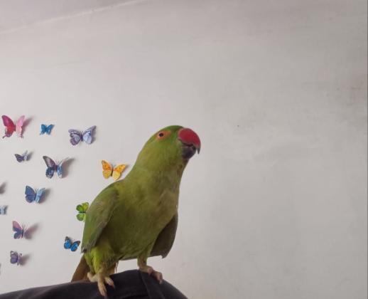 תוכי דררה האכלת יד לא נושך