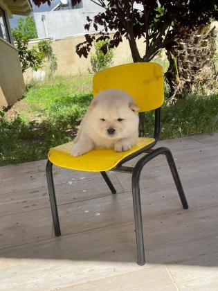 גורי צאו מהממים לאחר