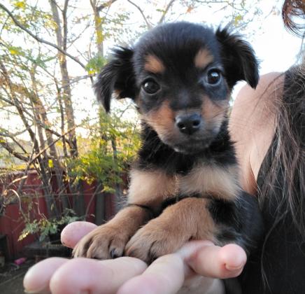 שועלי ננסי, מאמי של גורים,