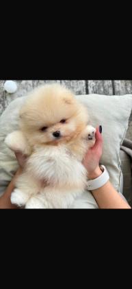 גורים פומרניין דובי כולל חיסונים