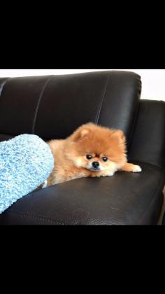 כלבה פומרניין דובי ננסית גיל