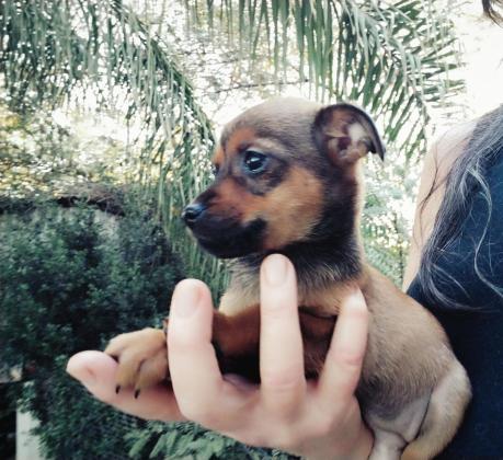 פינצר הכי ננסי יפייפה עדין