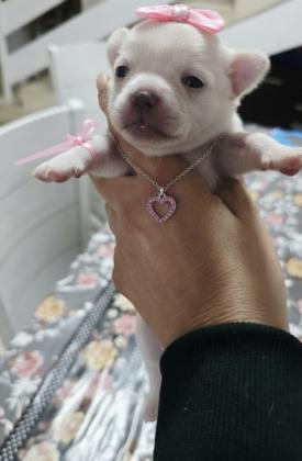 גורות ציוואוואה מיני ננסי קטנות