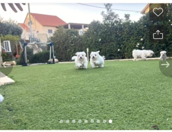 כלבי מלטז בירושלים מהממים ונדירים