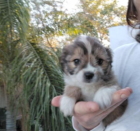 מלטיפו (פודל מעורב מלטז),