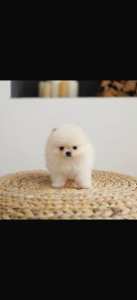 גורים פומרניין דובי קטנים במיוחד