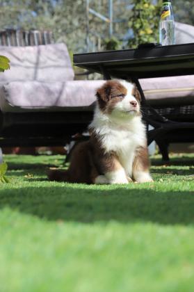 גורי רועה אוסטרלי מתועדים להורים